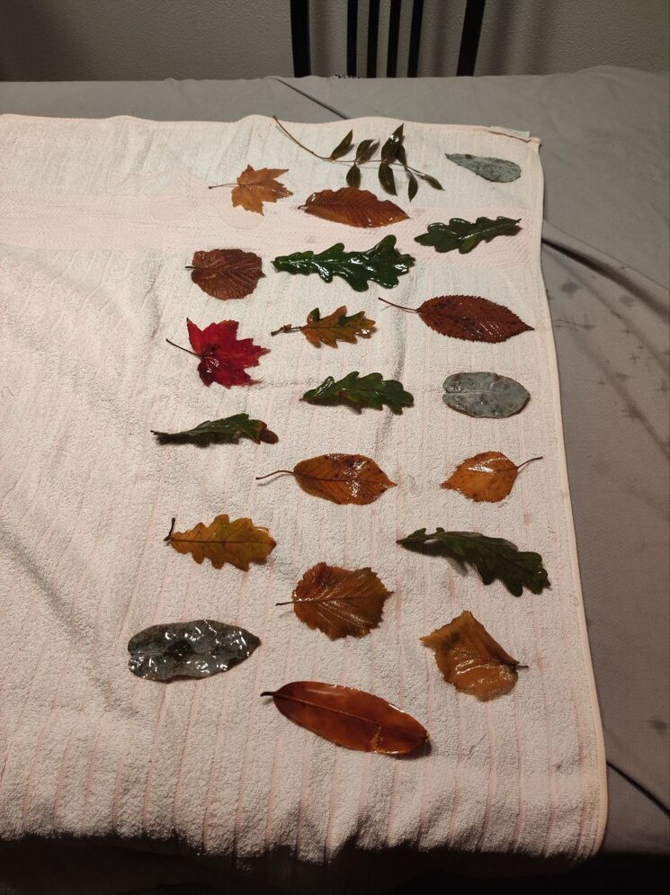 Hojas de distintos árboles húmedas y puestas a secar sobre una toalla