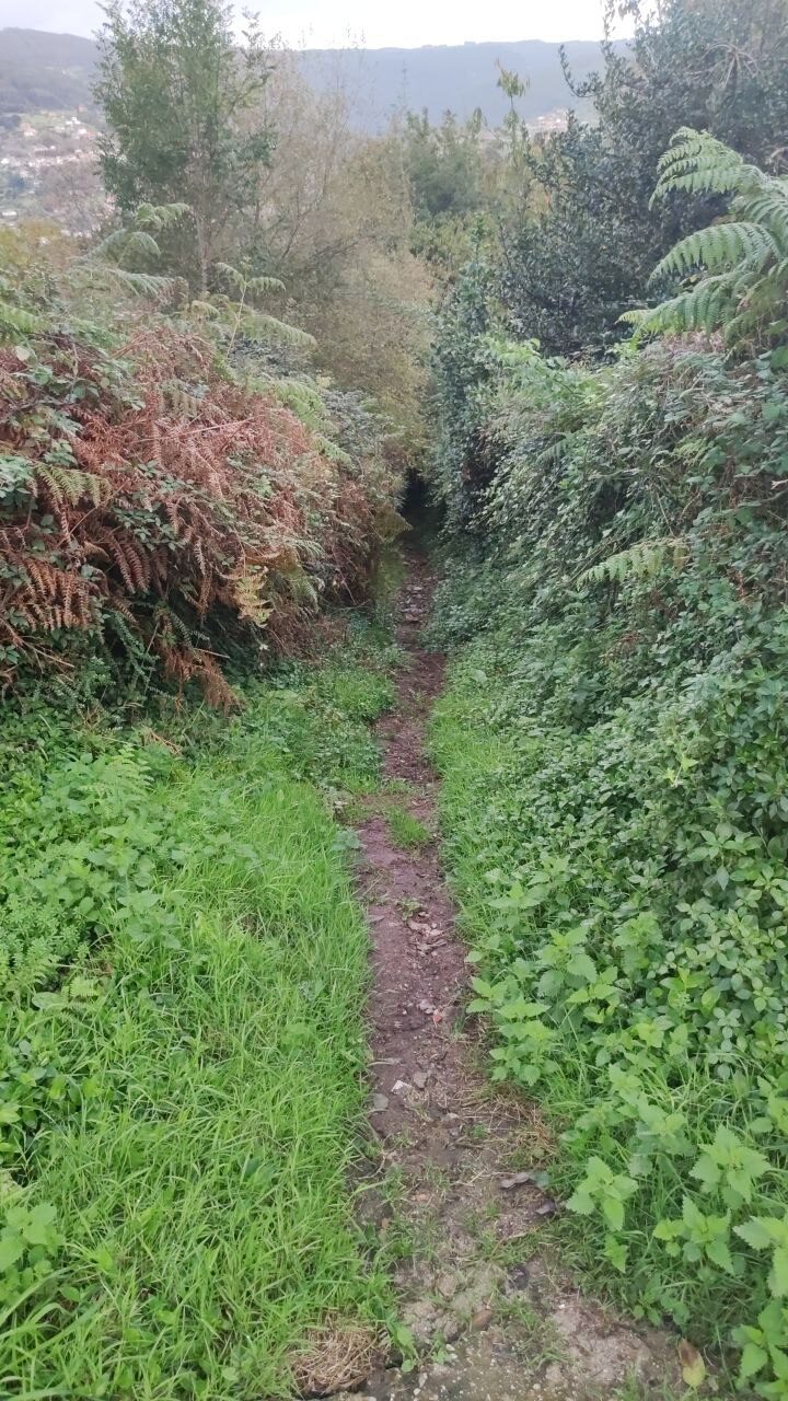 Camino de tierra con vegetación alta enfrente
