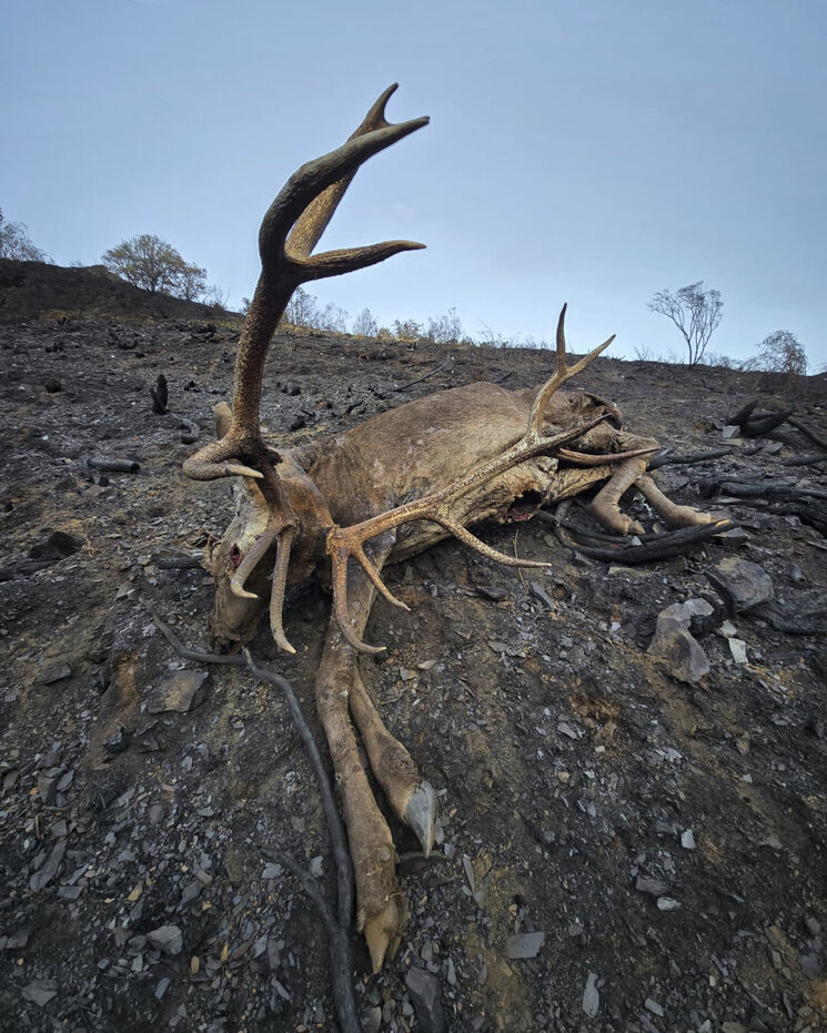 Las pérdidas irreparables de los incendios en Riaño. Foto: Diego de la Parte