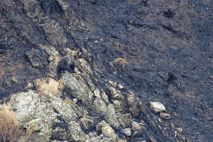 Laderas enteras convertidas en cenizas en la Montaña de Riaño. Foto: Diego de la Parte