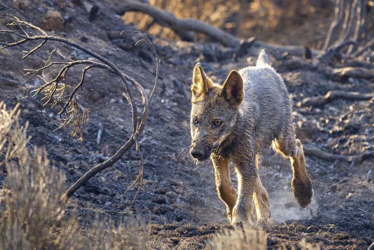 El lobo ibérico ha visto su hábitat arrasado. Foto: Diego de la Parte