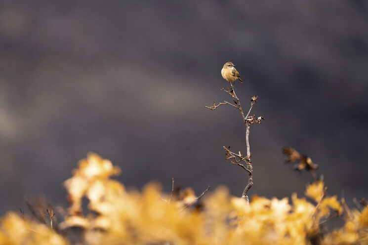 Ayudemos a todas las especies a tener un hogar mejor. Foto: Diego de la Parte.