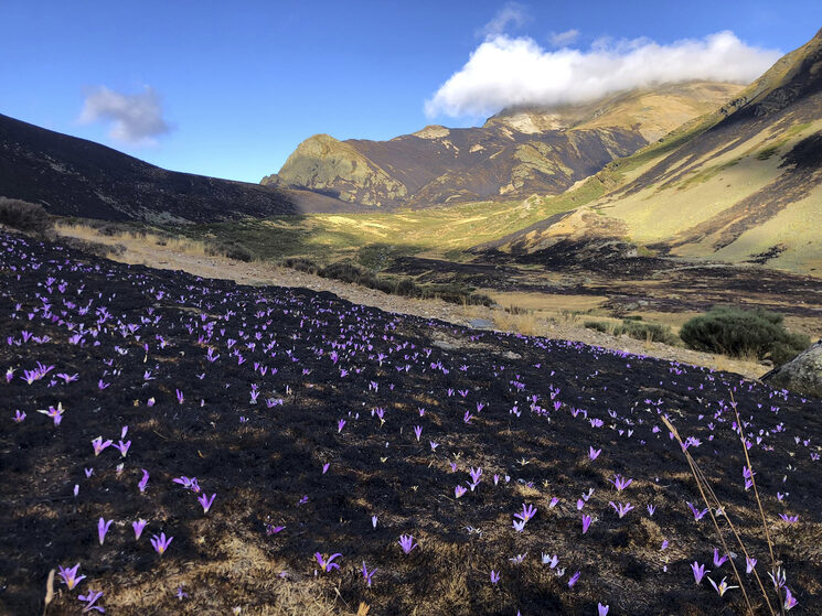 La Naturaleza sólo necesita una pequeña ayuda: siempre responde. Foto: Óscar Ruiz Tomé