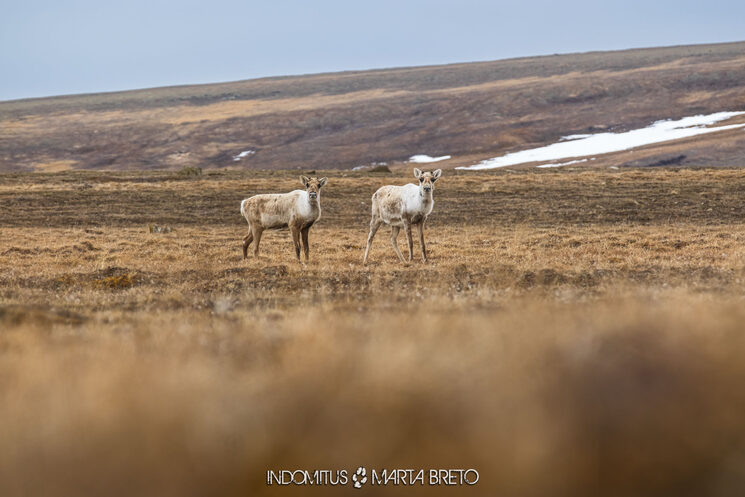 Caribús curiosos por ver a dos animales raros de dos patas