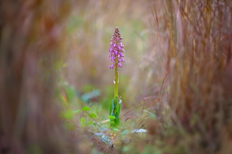 Himantoglossum robertianum, una orquídia silvestre que surt a l