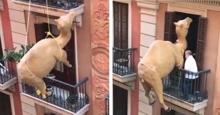 El Camell és pujat a un pis de Barcelona després del tancament del local.