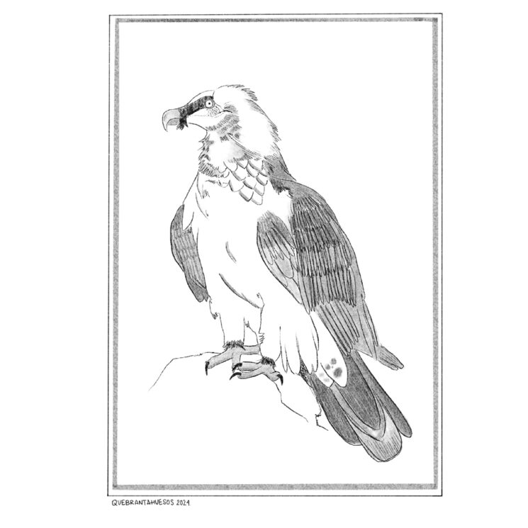 Lámina quebrantahuesos