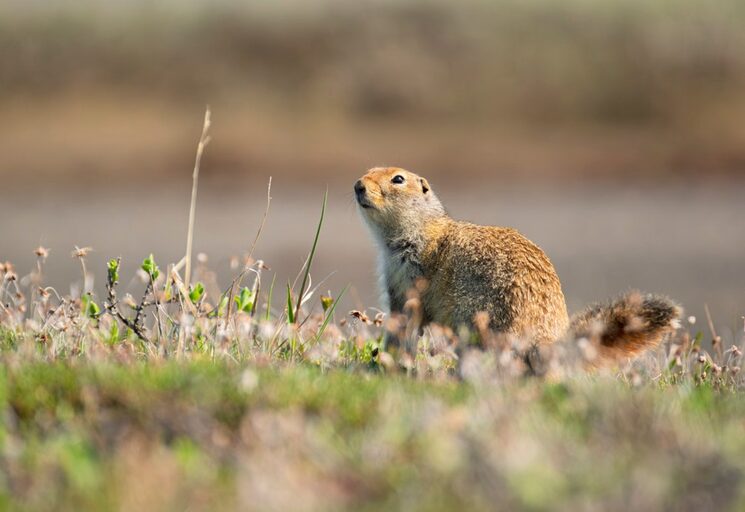 Nuestro vecino en el último campamento: una ardilla terrestre del ártico a la que bautizamos con el nombre de "Román"