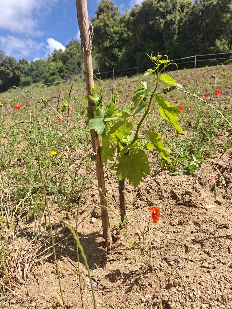 Cepa joven de uno de los nuevos viñedos que estamos plantando