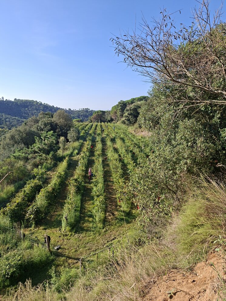 Con la agricultura regenerativa tratamos a la tierra como un tesoro que nos pertenece a todos.