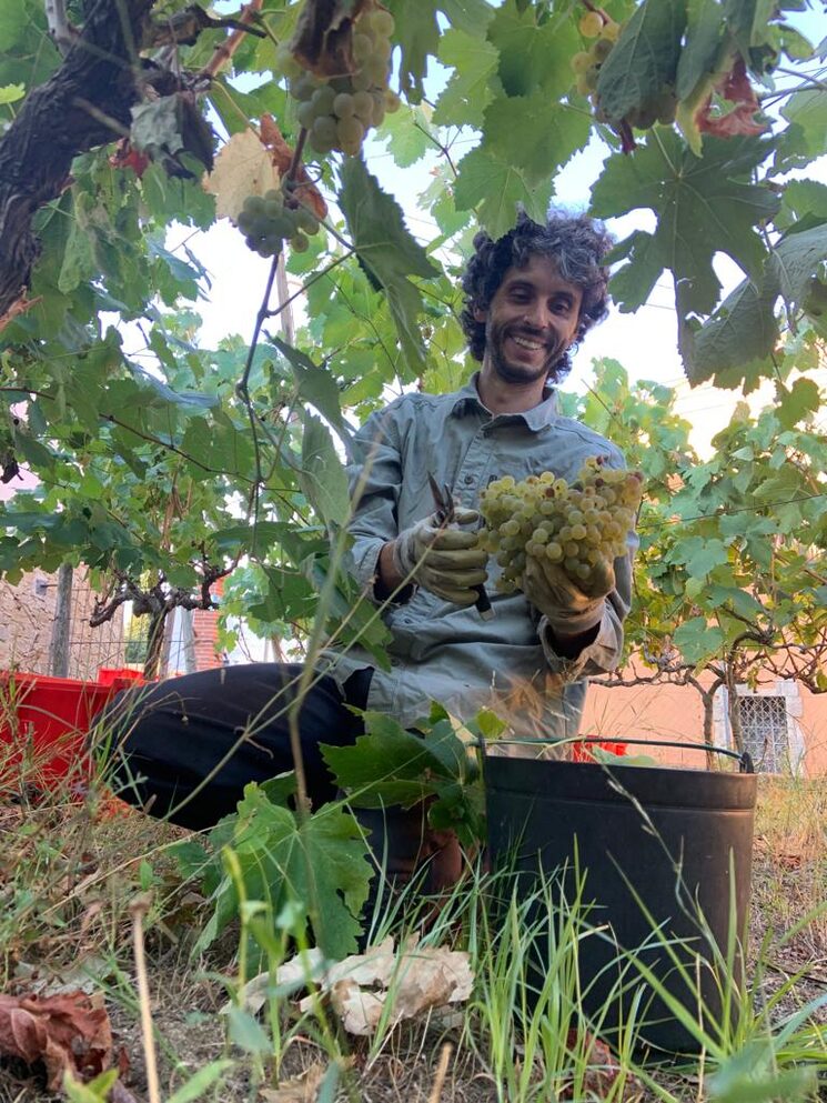Bernat Lleixà recogiendo pansa blanca