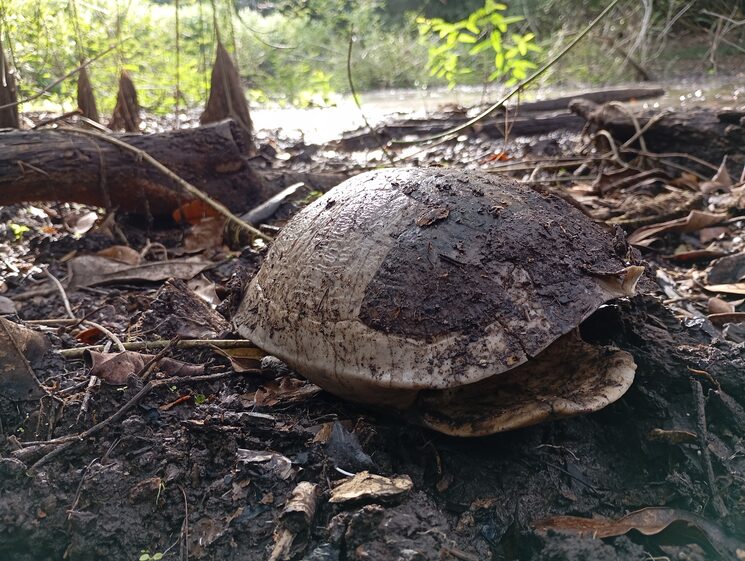 Caparazón de tortuga blanca o hicatee en aguada