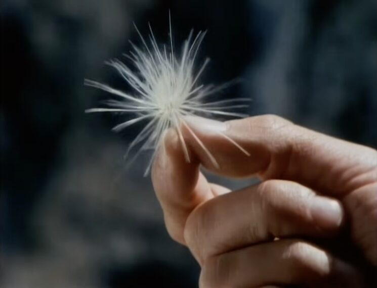 IMAGEN FARO DEL PROYECTO: Uno de los fotogramas iniciales del primer episodio de Cosmos de Carl Sagan, donde nos invita a viajar a “mundos de ensueño” (ese espectáculo drag) y “mundos de hechos” (que se confronta con la cruda realidad que se vive en el camerino). La semilla del diente de león es el comienzo del viaje hacia lo desconocido y hacia el conocimiento, en definitiva, hacia la aventura. “Venid conmigo” dice Sagan antes de iniciar el viaje...