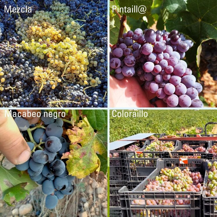 VARIEDADES DEL PROYECTO ¿Y TÚ DE QUIÉN ERES?