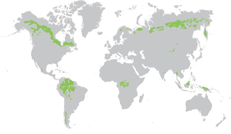 BOSQUES PRIMARIOS EN LA ACTUALIDAD