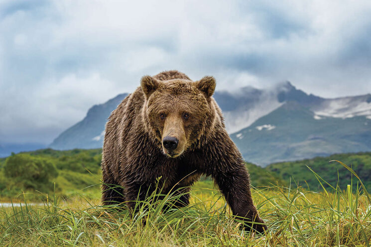 Oso pardo