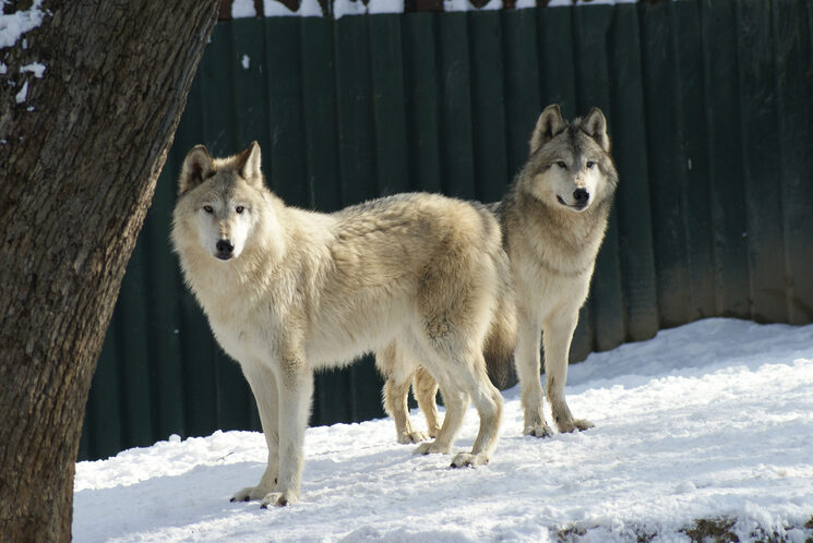 Lobo