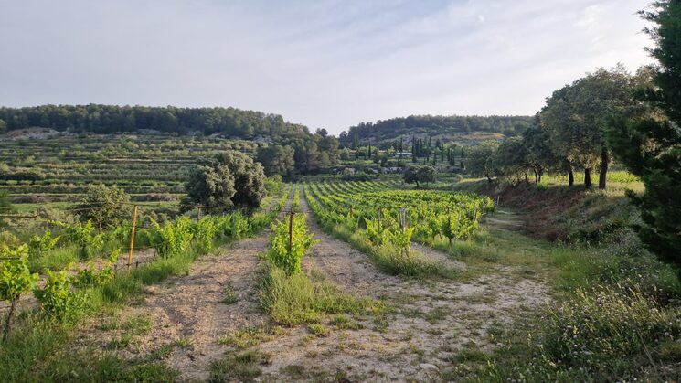 microvinya Sirah Agres