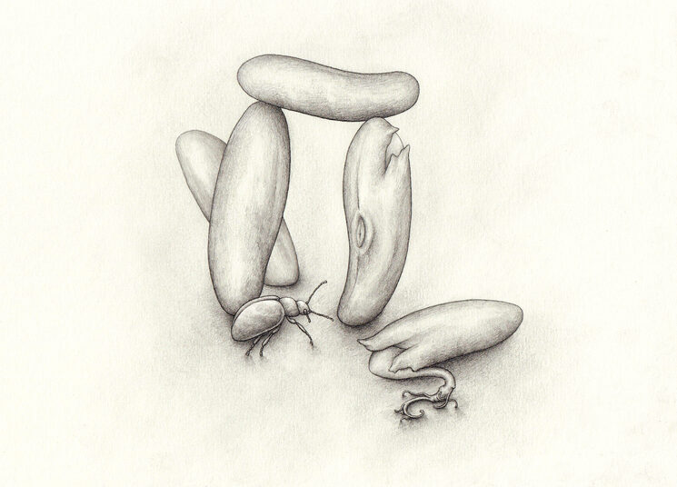 Boceto a lápiz del coleóptero Chrysolina polita.  Para él, unas alubias equivalen a lo que para nosotros serían las piedras perimetrales del crómlech de Stonehenge.