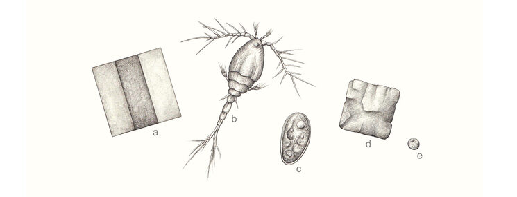 El crustáceo Oithona nana, de unos 500 micrómetros. a. Píxel LCD. b. Oithona nana. c. Paramecium. d. Grano de sal fina. e. Grano de polen de trigo.