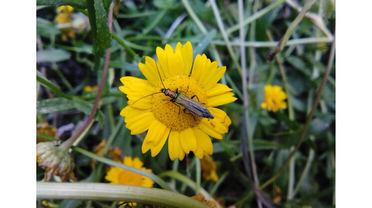 Precioso coleóptero del género Oedemera que encontré en la huerta.