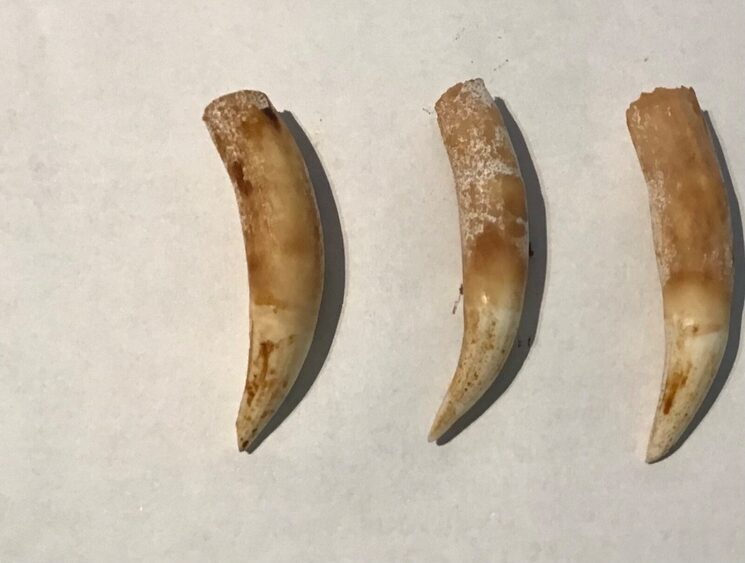 Dientes de Atrezzo (Procedencia desconocida)
