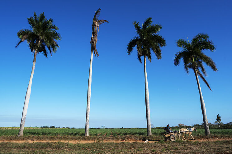 Camino de Laberinto en Unión de Reyes, Matanzas Cuba. 13 de marzo de 2021