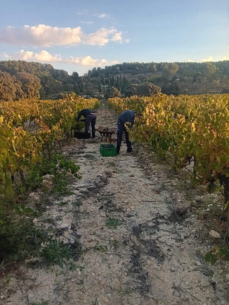 A vendimiar con los primeros rayos de sol