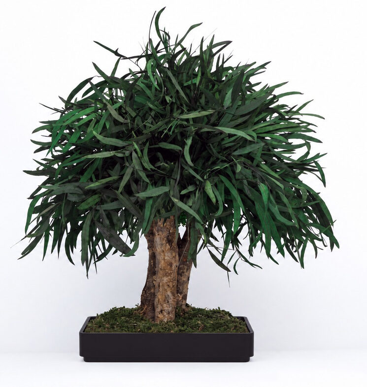 Bonsai preservado verde