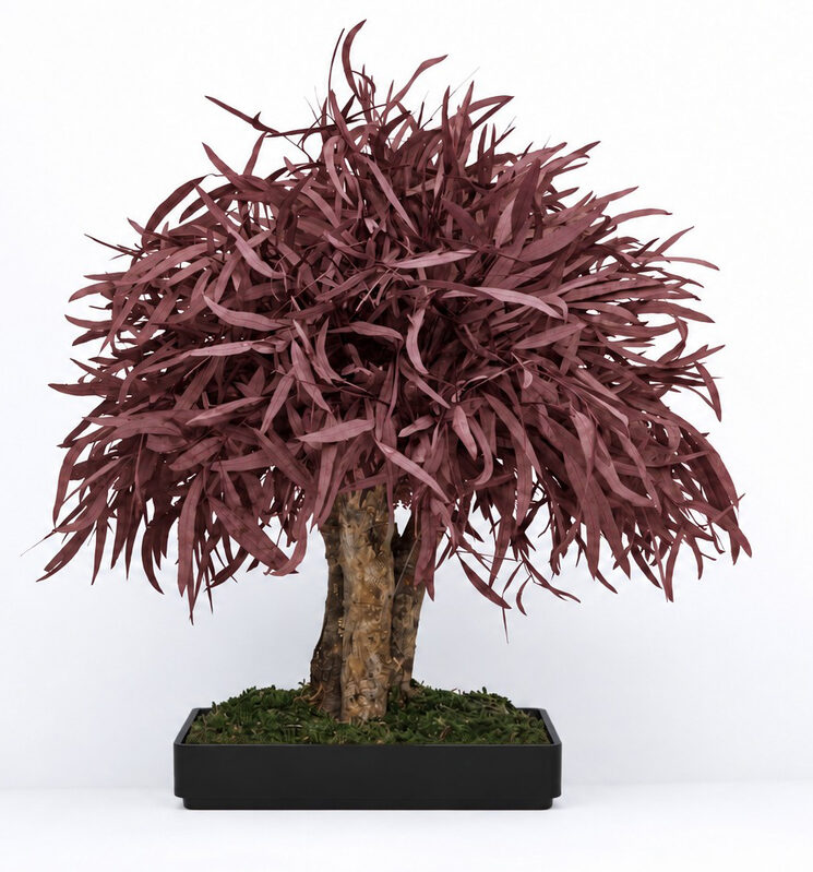 Bonsai preservado rojo