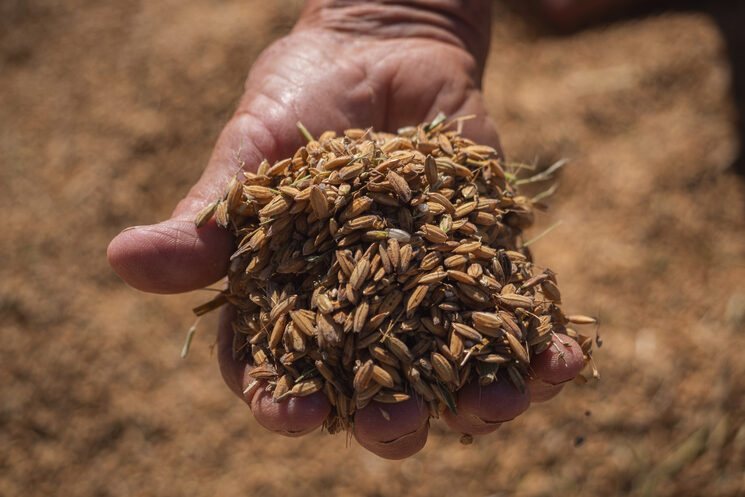 ARRROS Paddy variedad Hispasur