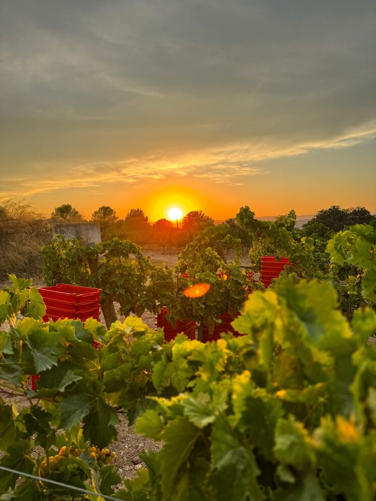 Com el penedès no hi ha res 