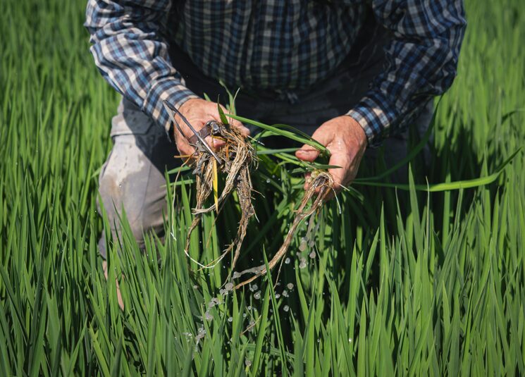 Agricultor trabajando en el arrozal, Deltebre,2026