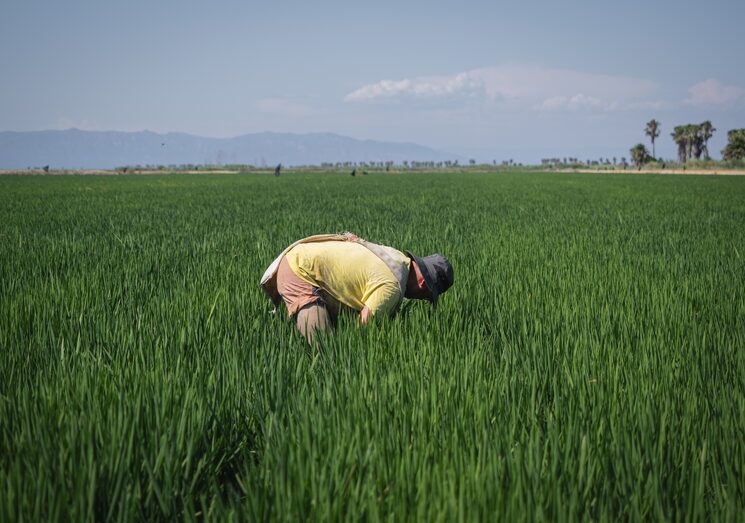 Paisaje, Arrozal y Agricultor, Agosto de 2026, Deltebre