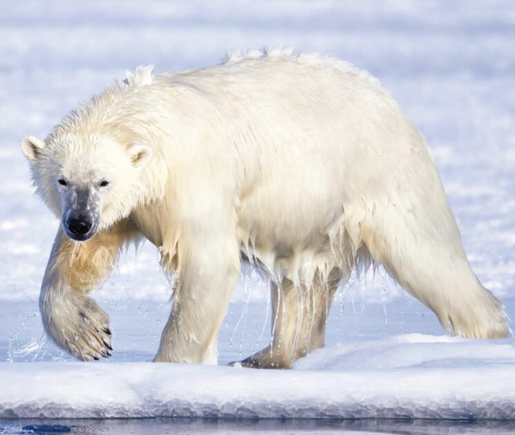 ¿Te gustaría llevarte un osito polar a casa por Navidad?