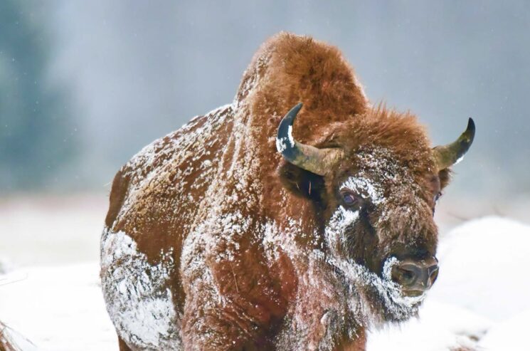 EUROPA: bisonte en el bosque de Bialowieza, Polonia