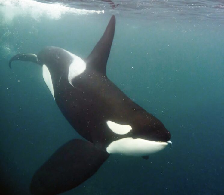 EUROPA: un macho de orca pasa nadando a un metro de mí mientras come arenques, Noruega
