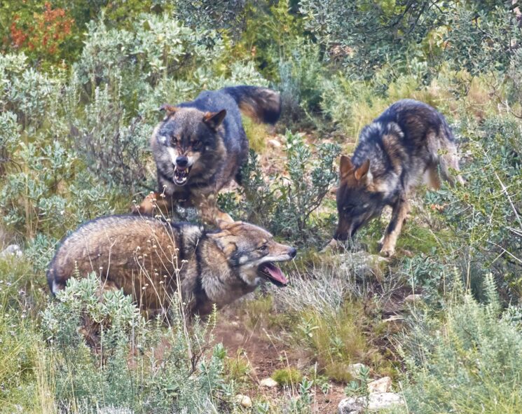 EUROPA: imágenes de lobo ibérico de una calidad que es muy poco habitual