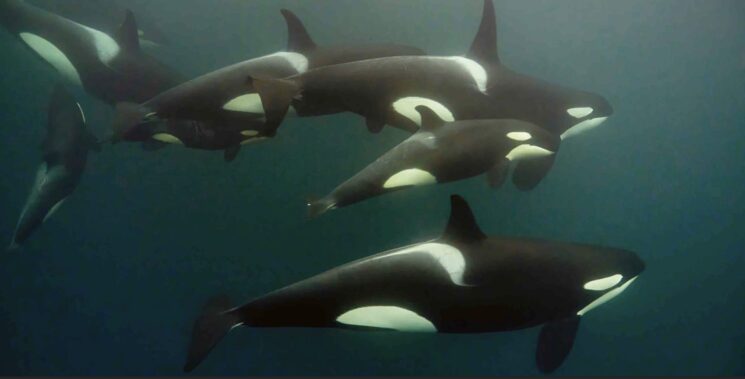 EUROPA: familia de orcas a doble página. Una imagen que muy pocos llegan a presenciar en directo.